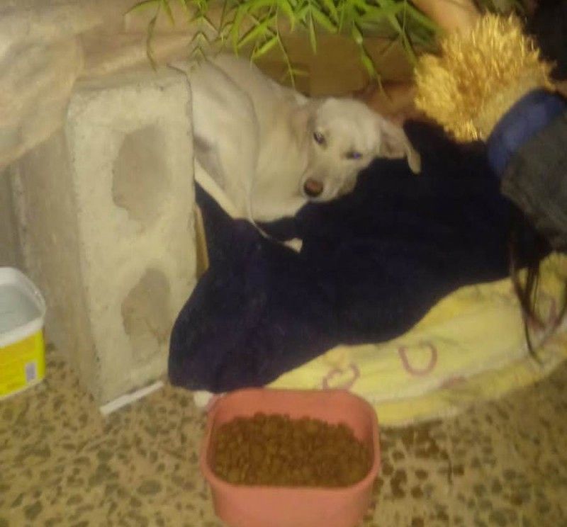 “Operação de Inverno Pet”: Canil Municipal de Araras realiza ronda noturna para proteger animais do frio