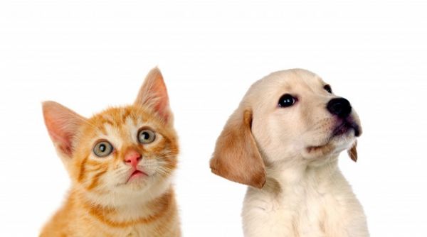 Cães e gatos podem pegar ou transmitir o coronavírus?